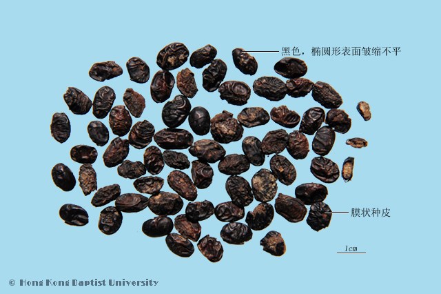 香豉
