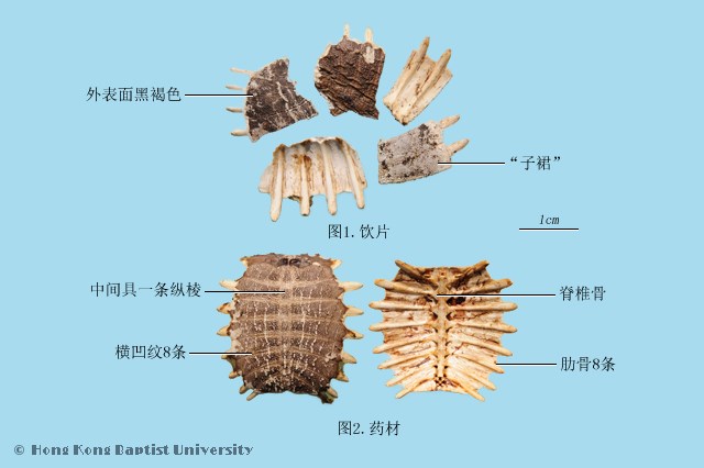 鳖甲