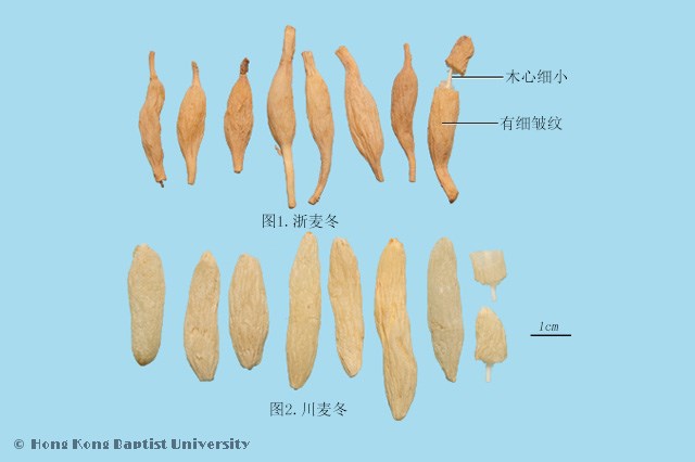 麦门冬