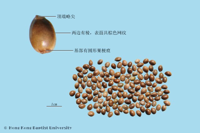 麻子仁