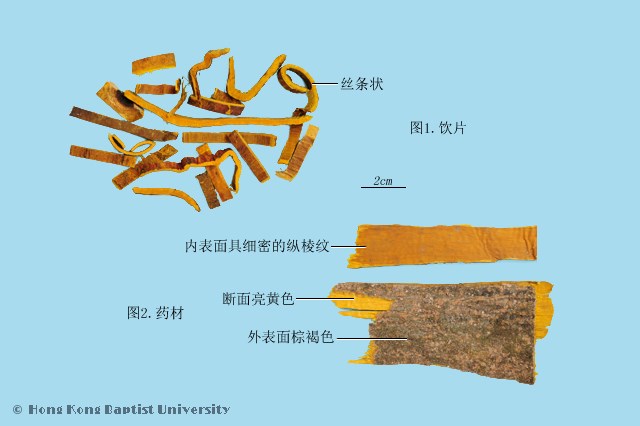 黄柏