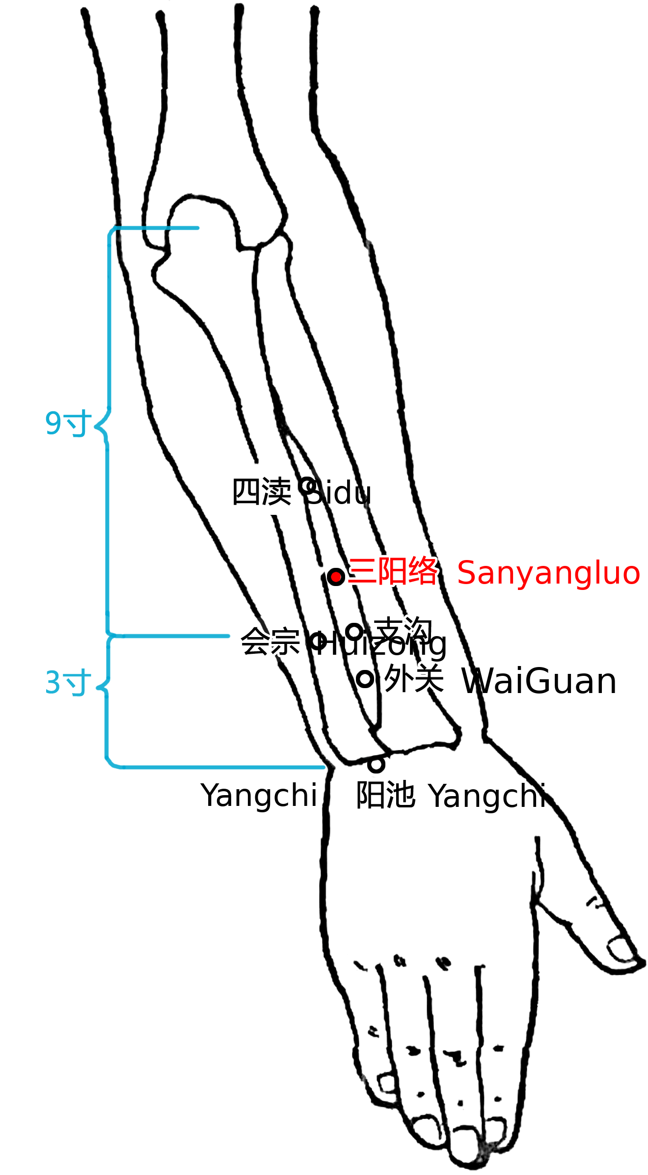 三阳络·图示