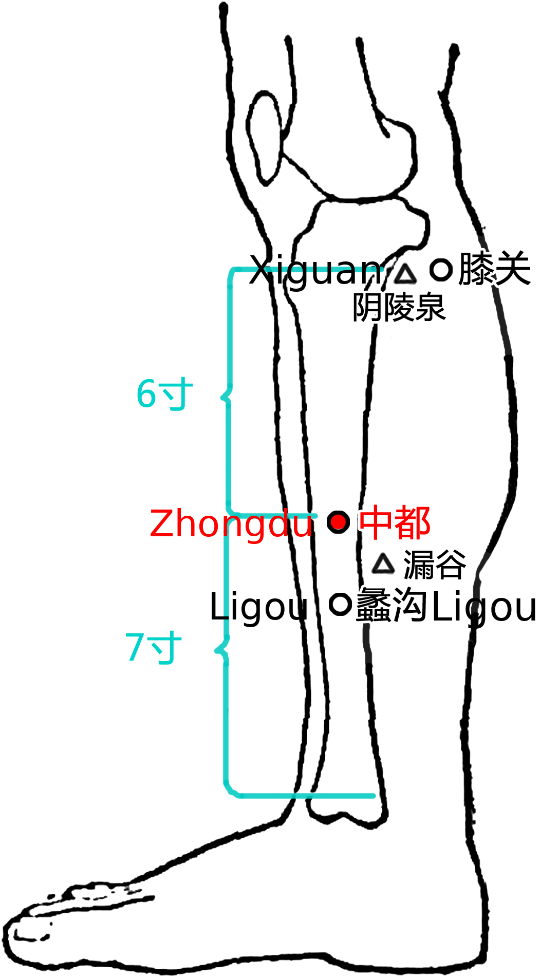 中都·图示