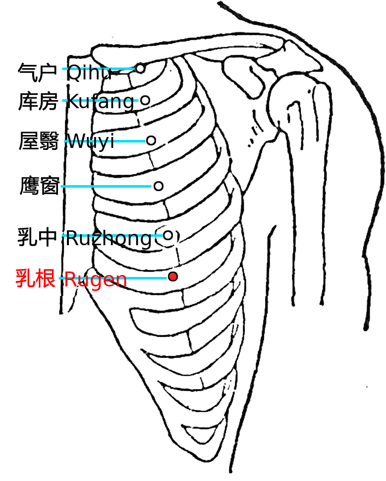 乳根·图示