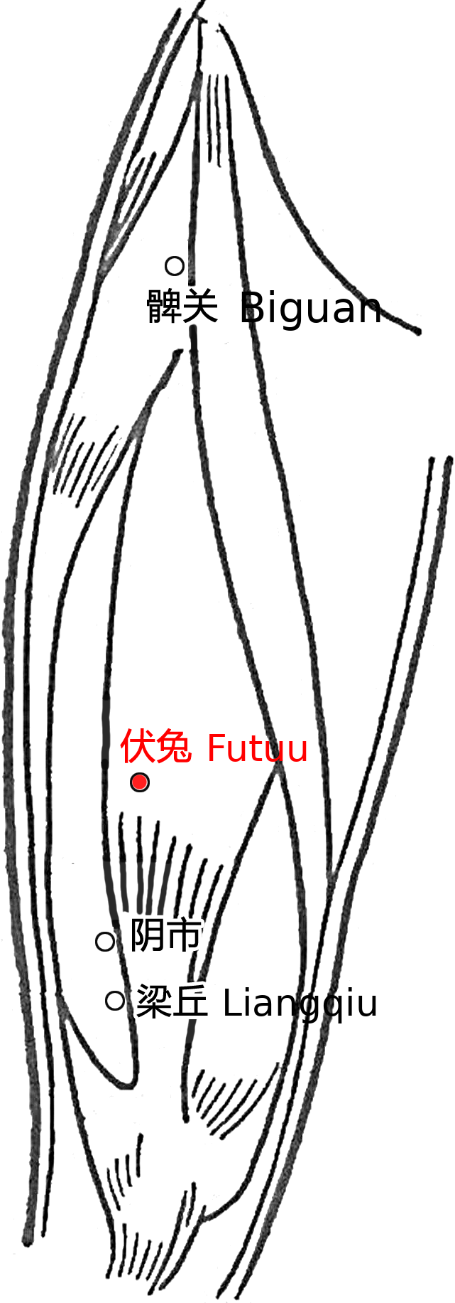 伏兔·图示