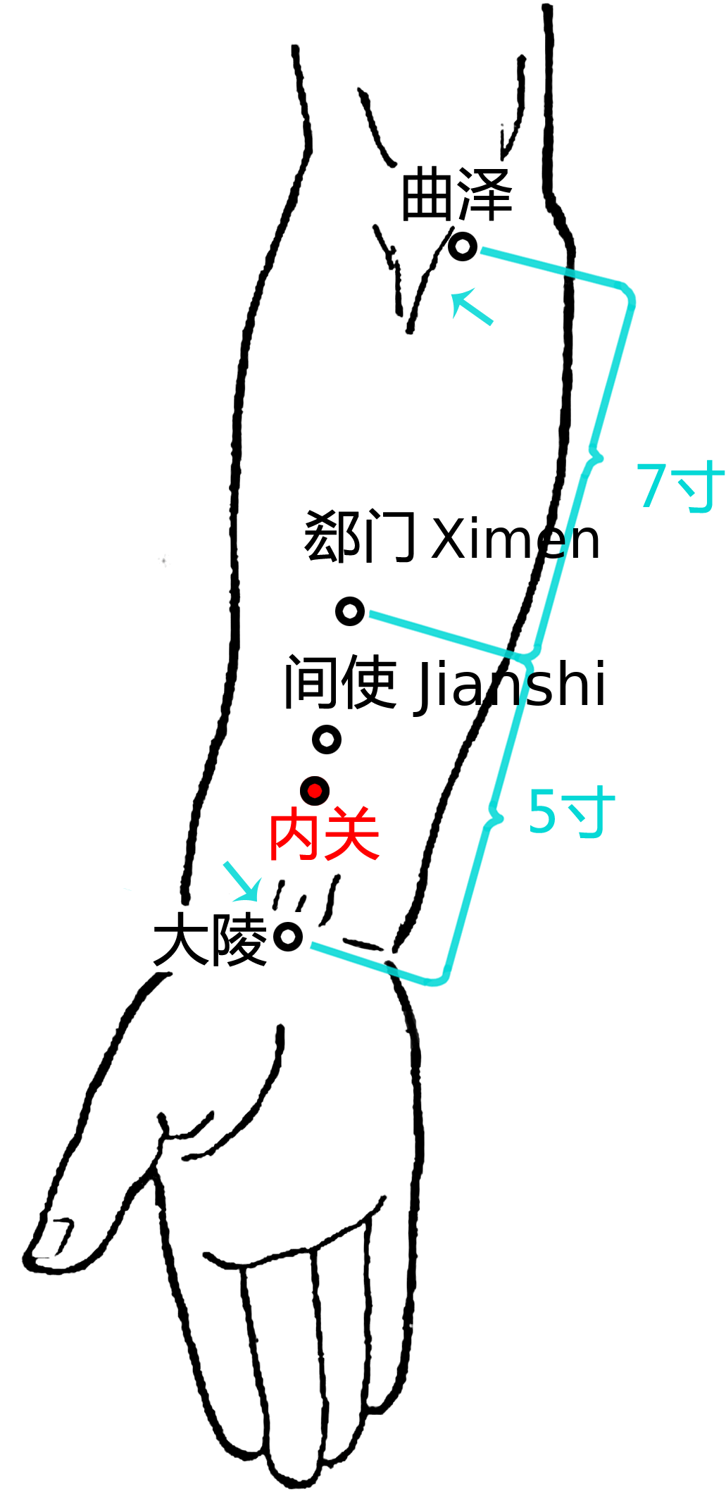 内关·图示