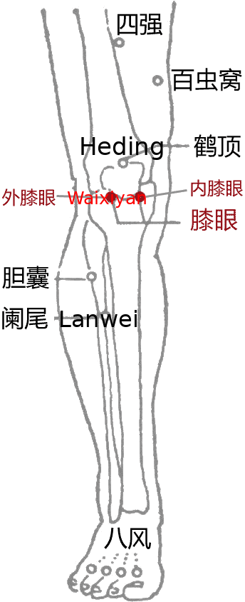 内膝眼·图示