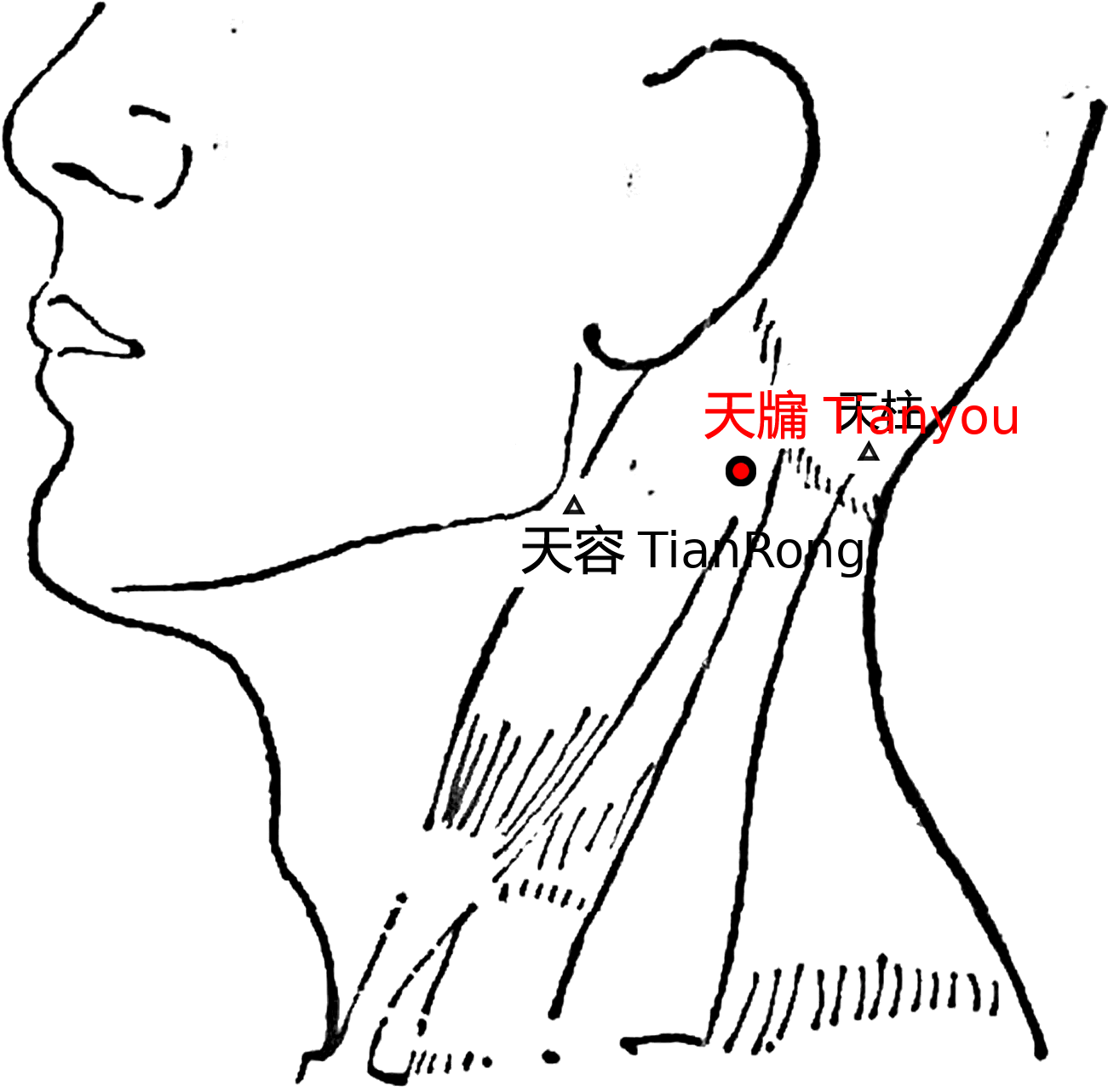 天牖·图示