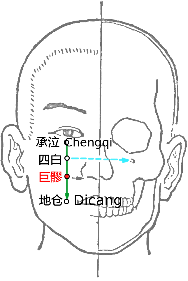 巨髎·图示