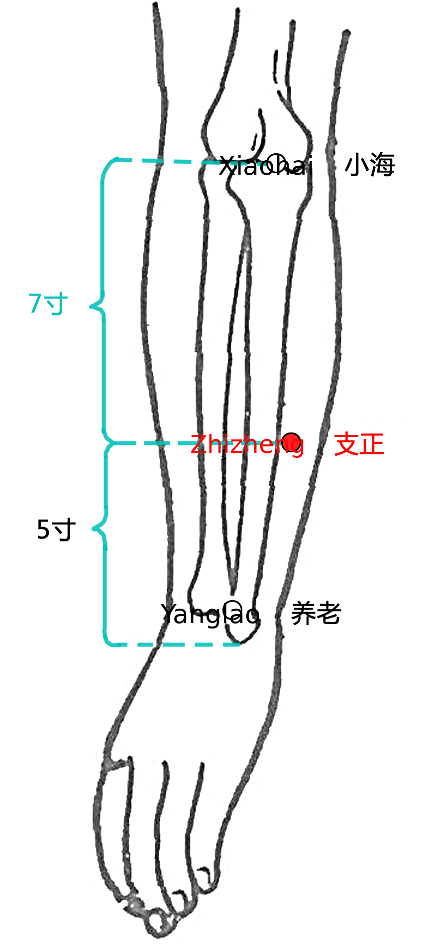 支正·图示