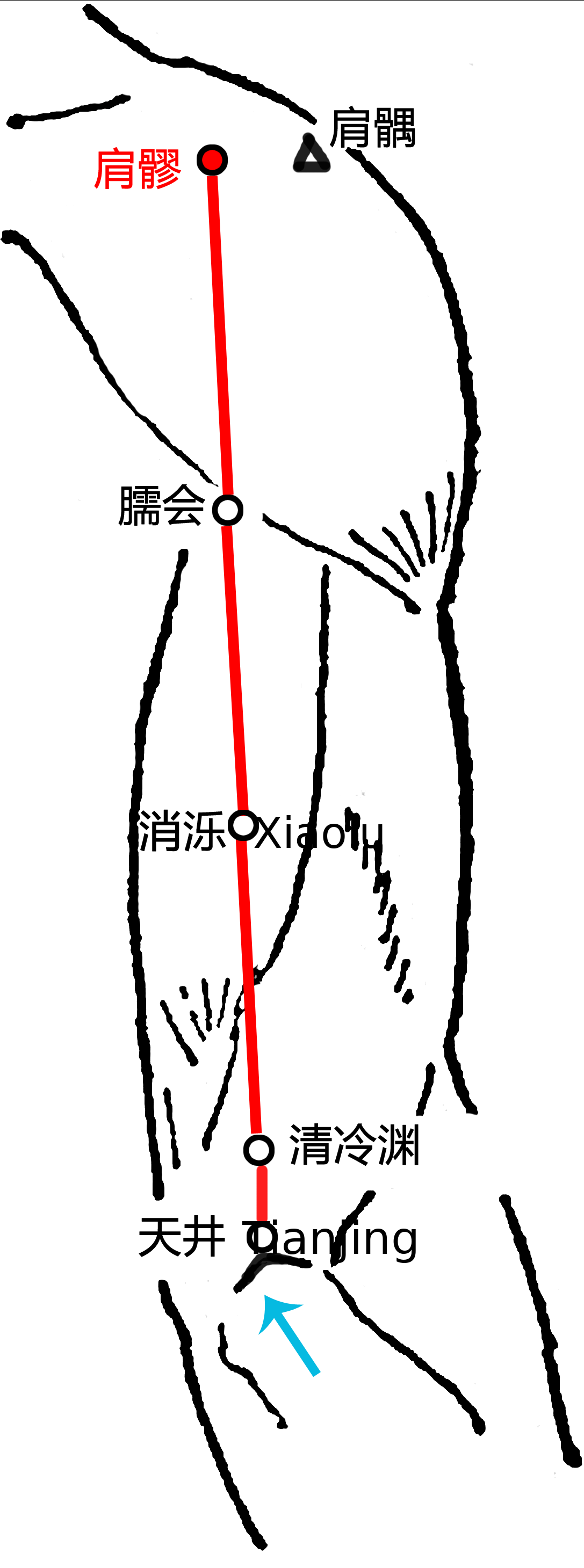 肩髎·图示