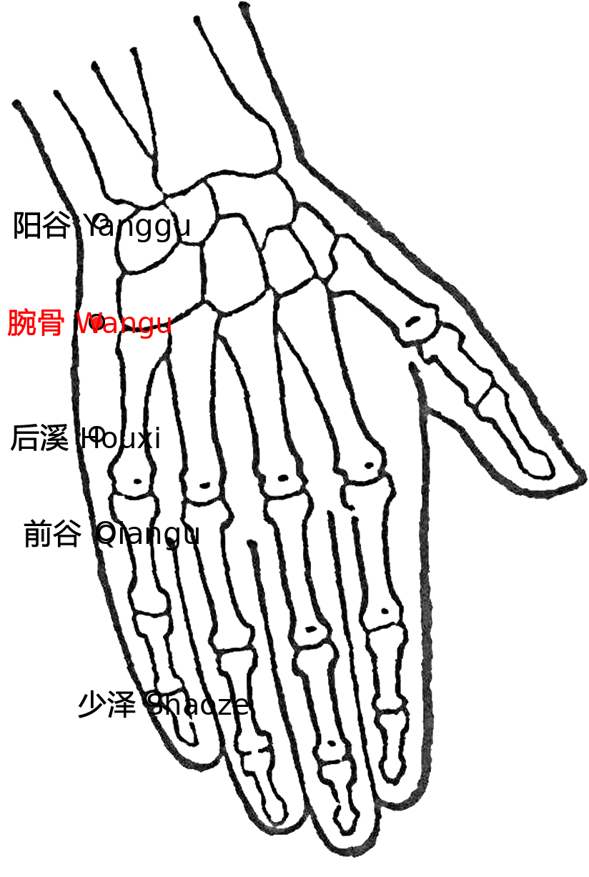腕骨·图示