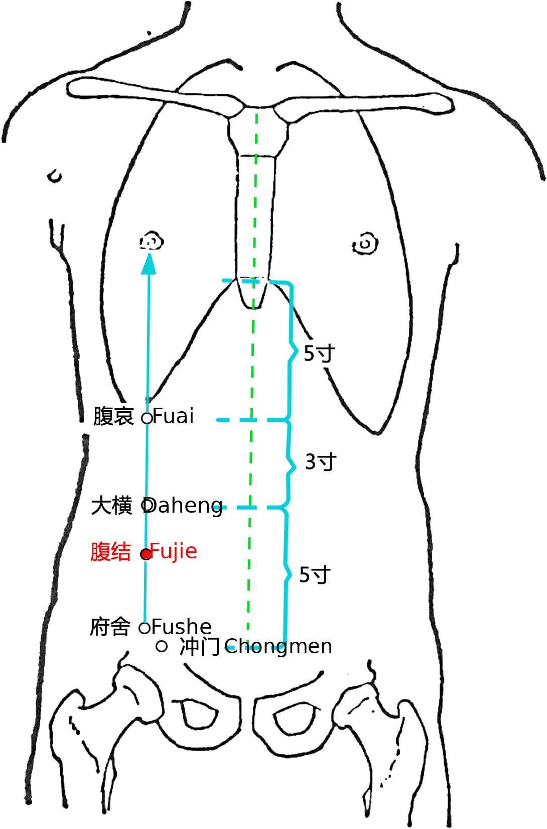腹结·图示