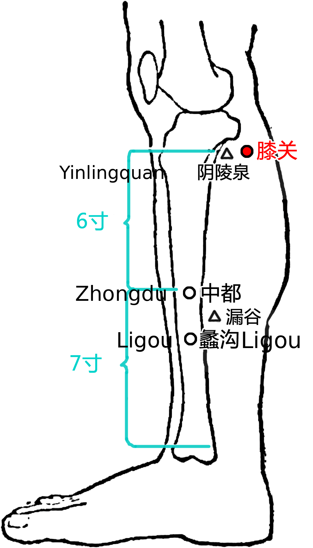 膝关·图示