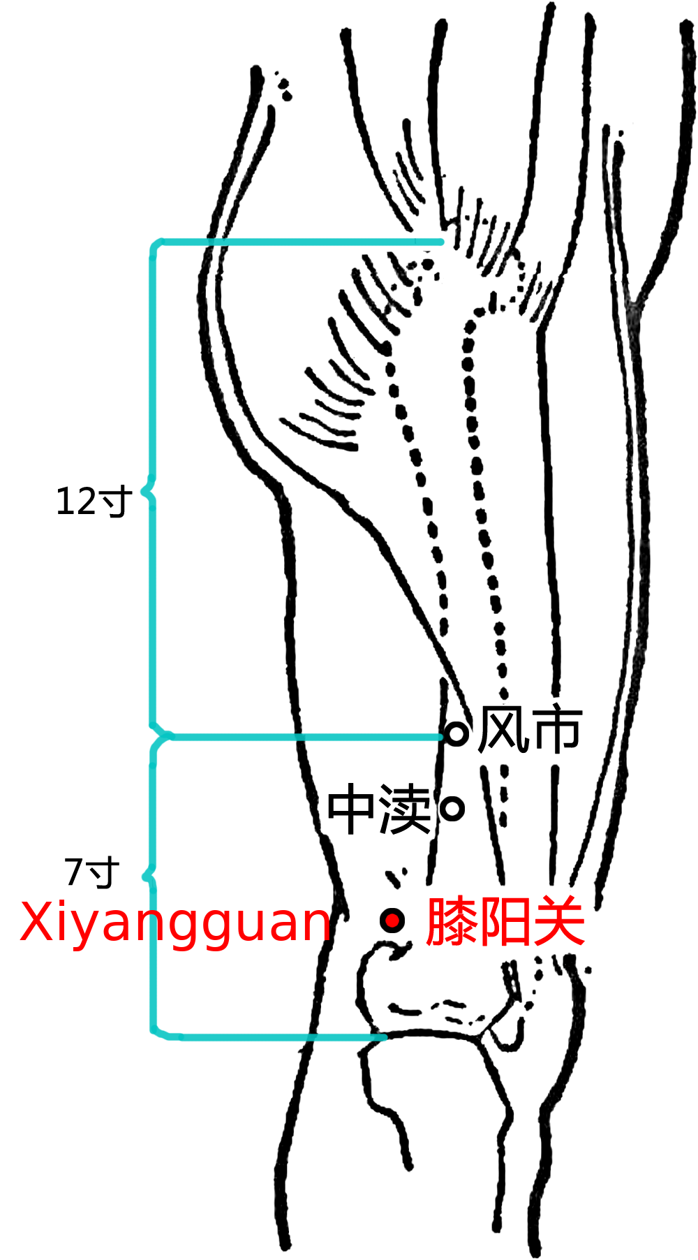 膝阳关·图示