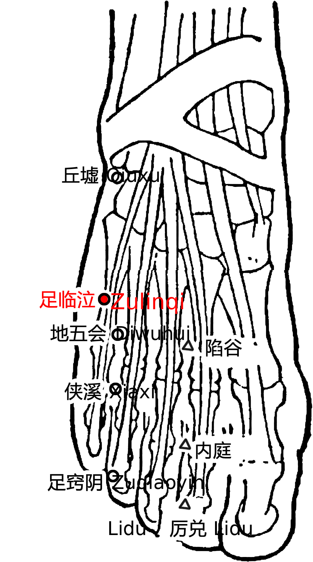 足临泣·图示