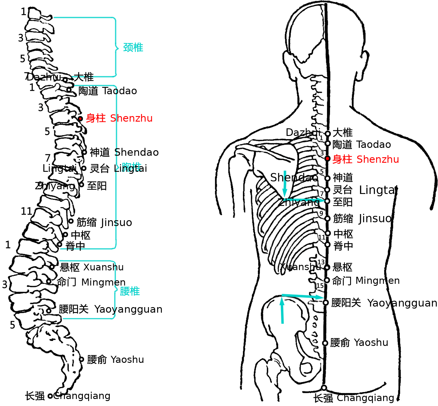 身柱·图示