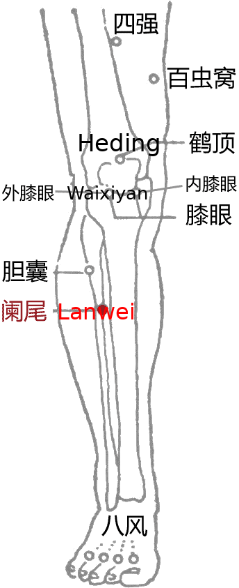 阑尾·图示