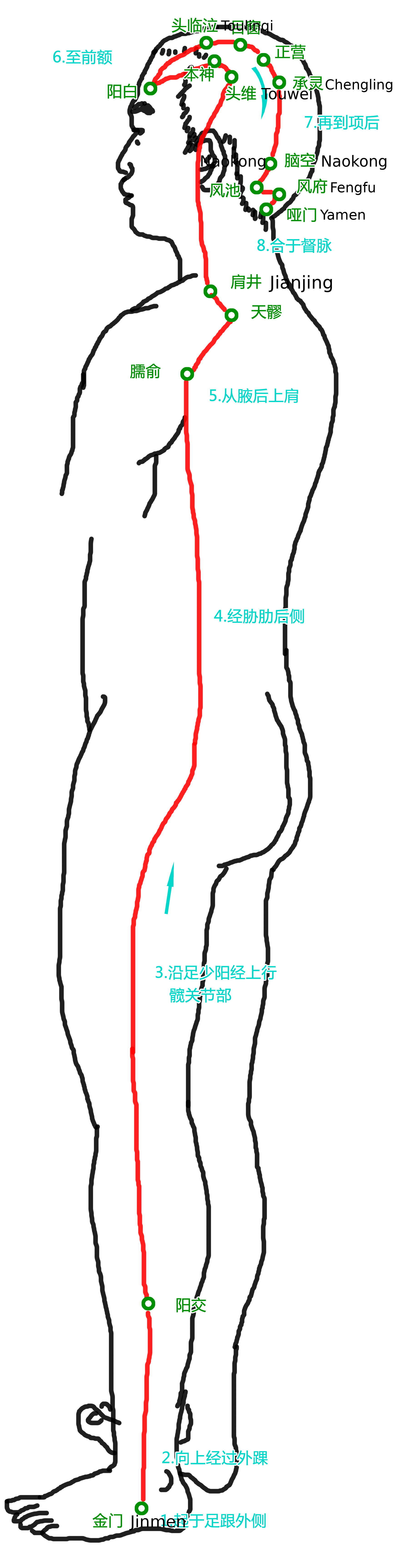 阳维脉·图示