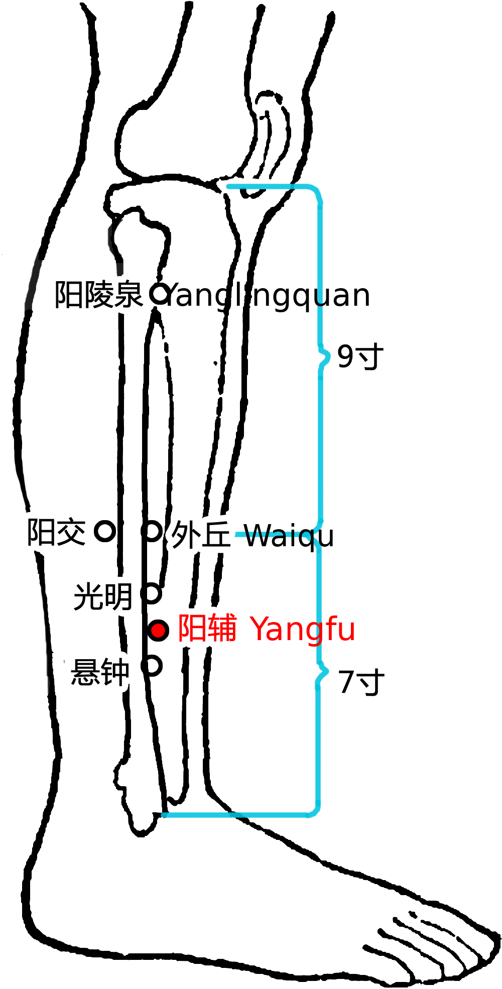 阳辅·图示