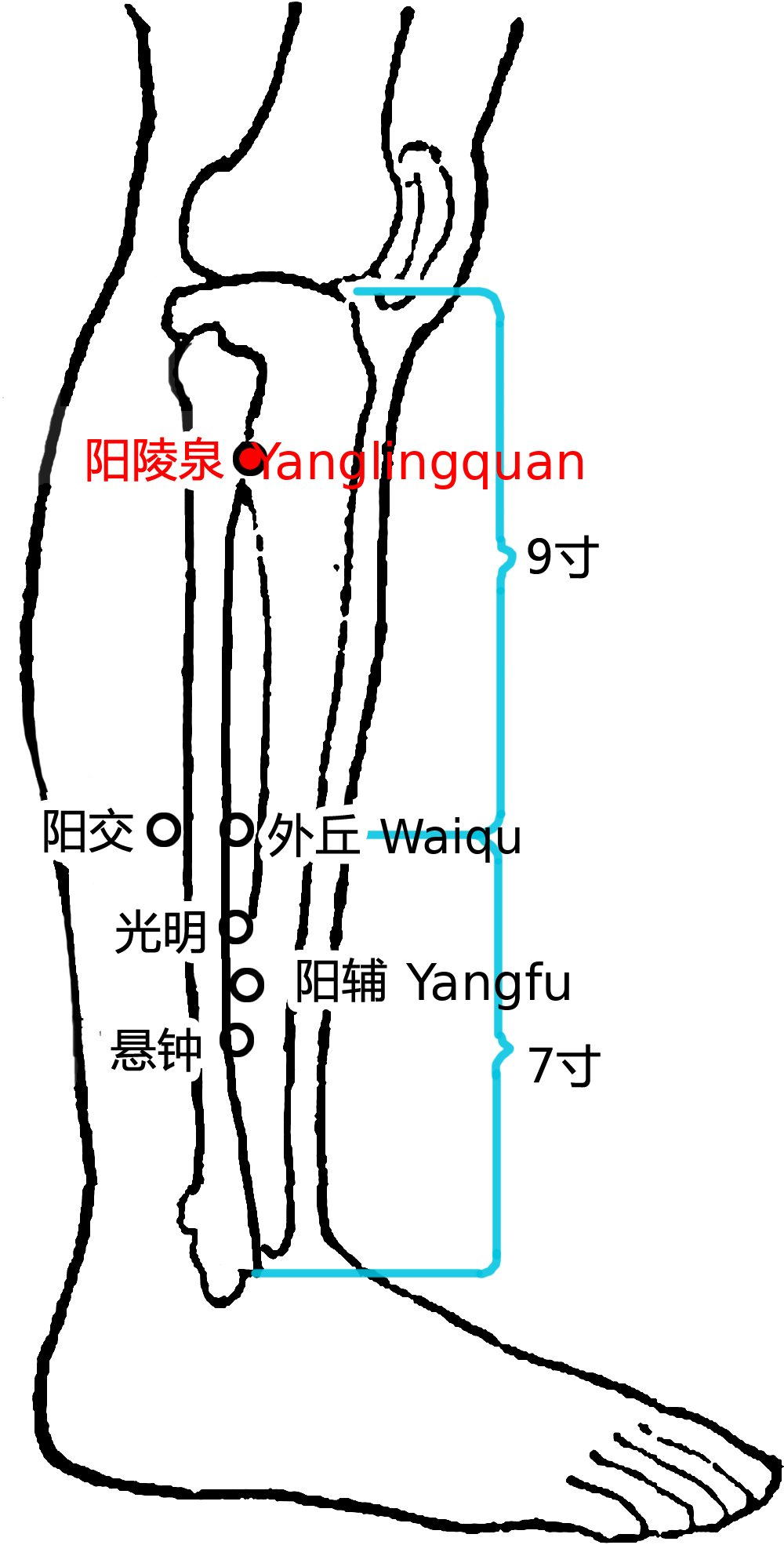 阳陵泉·图示